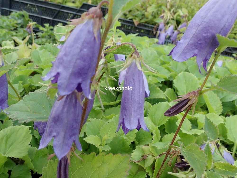 Campanula 'Sarastro'
