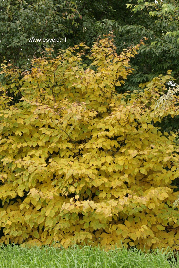 Carpinus japonica