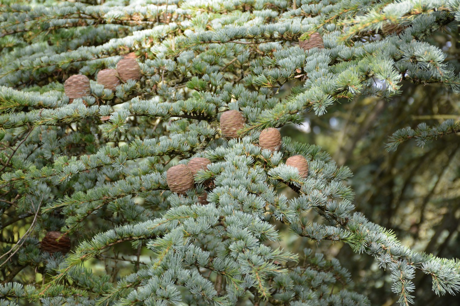 Cedrus libani 'Glauca Group'