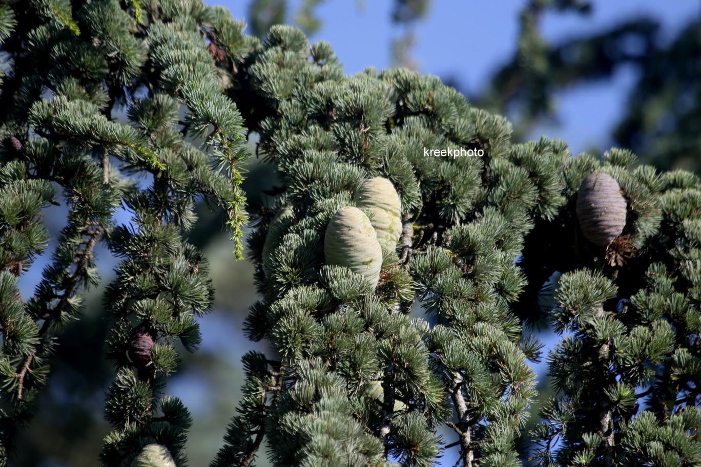 Cedrus libani