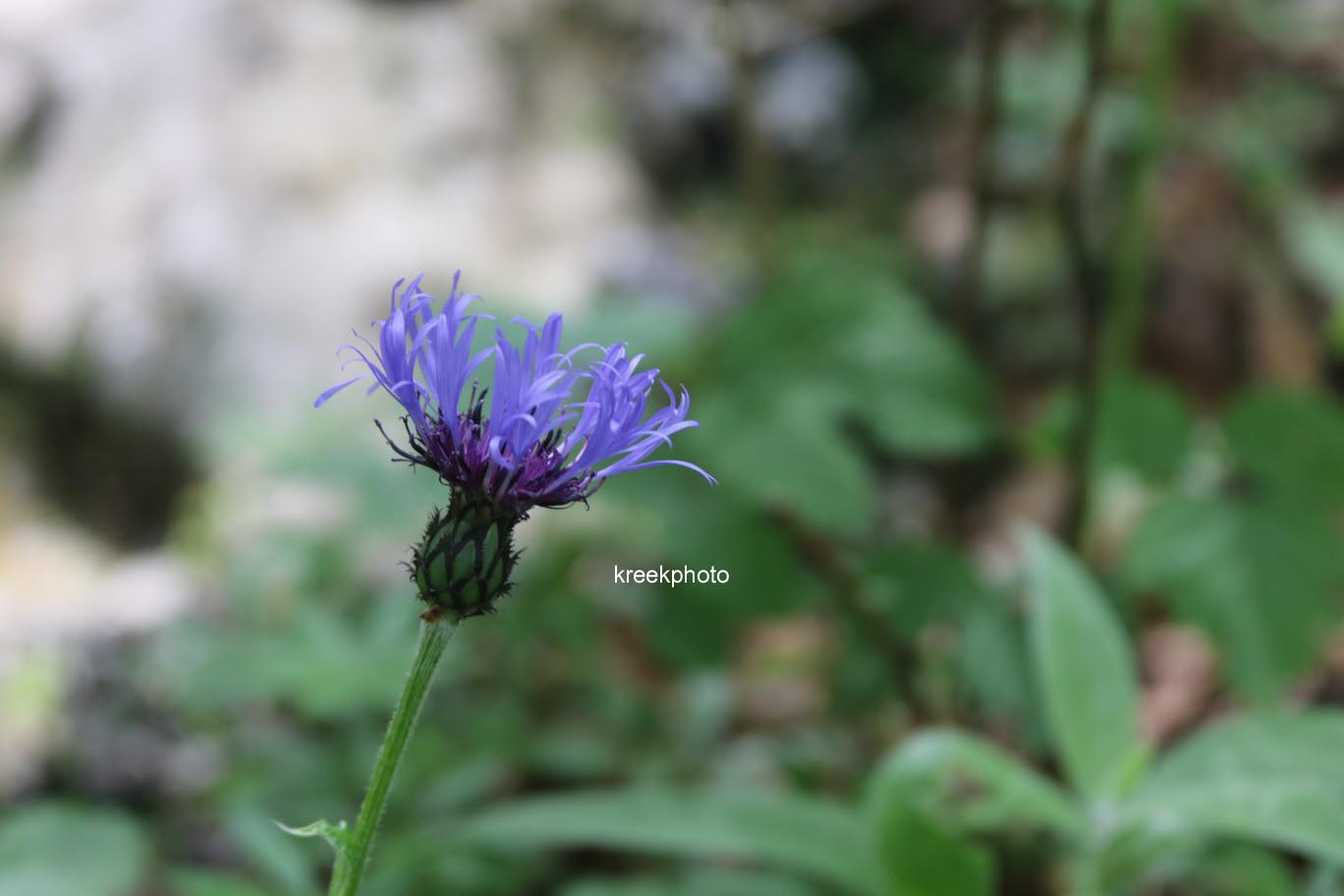 Centaurea montana