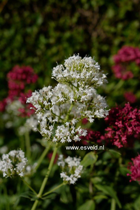 Centranthus ruber 'Albus'