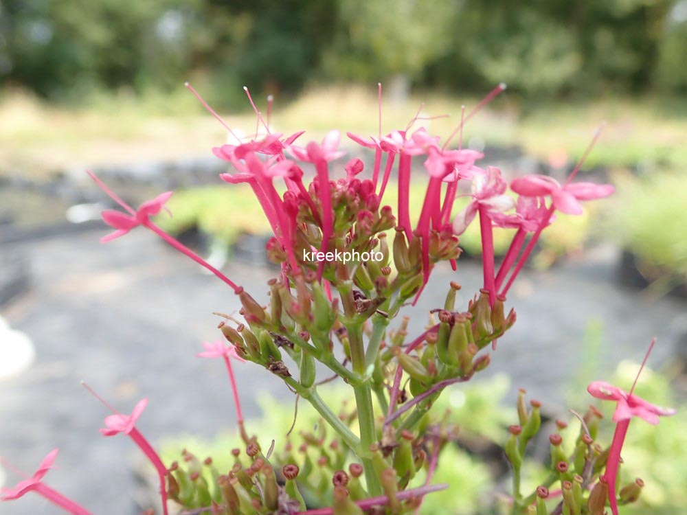 Centranthus ruber 'Coccineus'