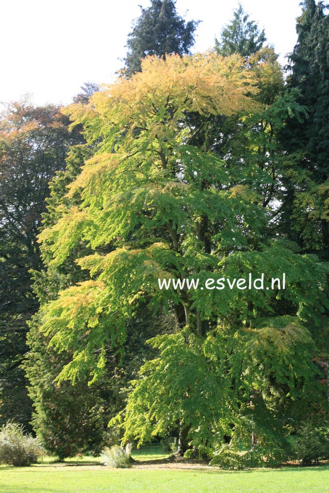 Cercidiphyllum japonicum