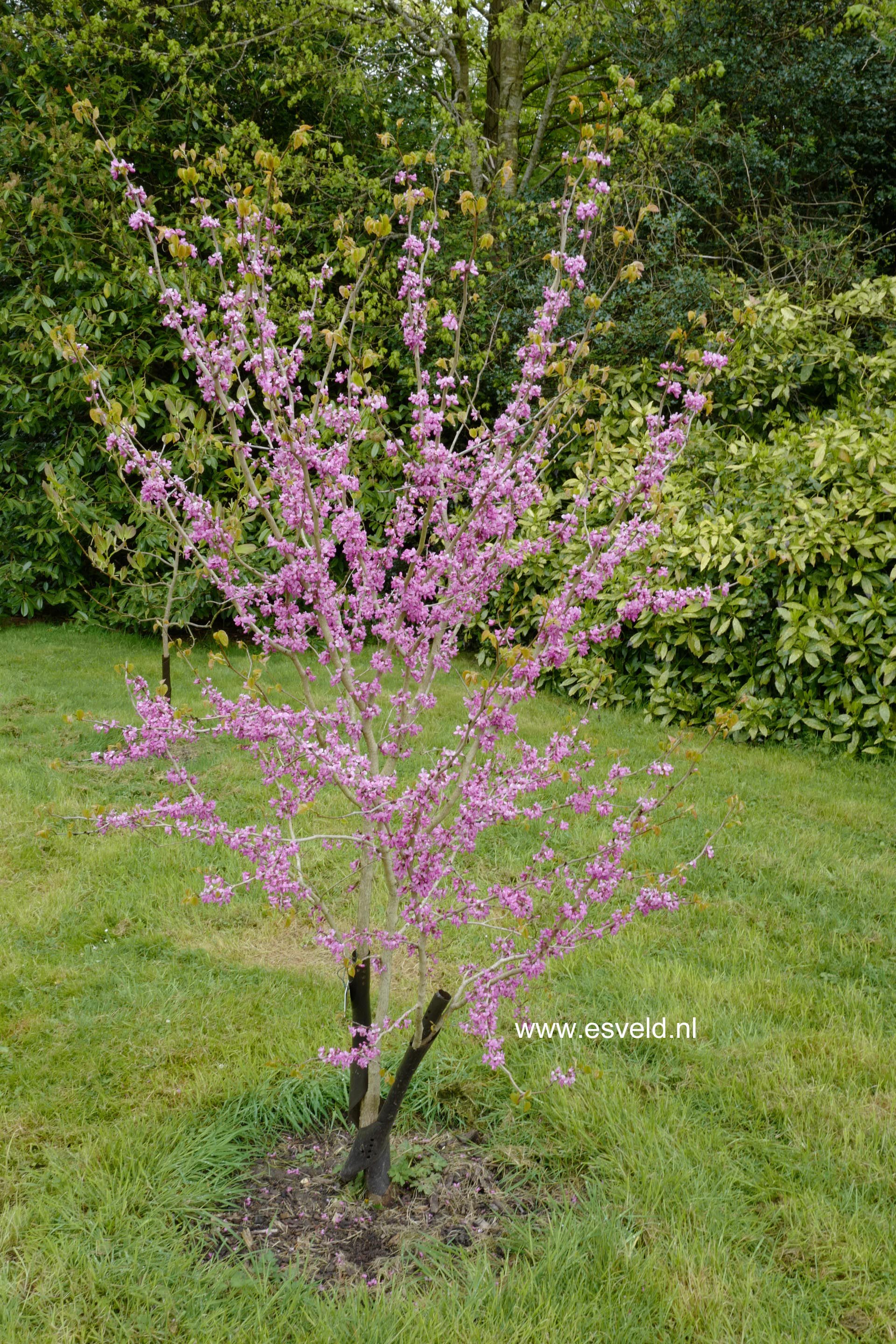 Cercis chinensis 'Avondale'