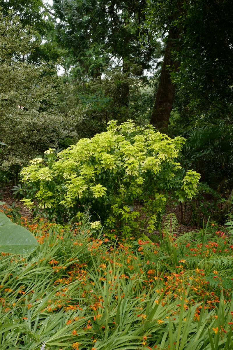Choisya ternata 'Lich' (SUNDANCE)