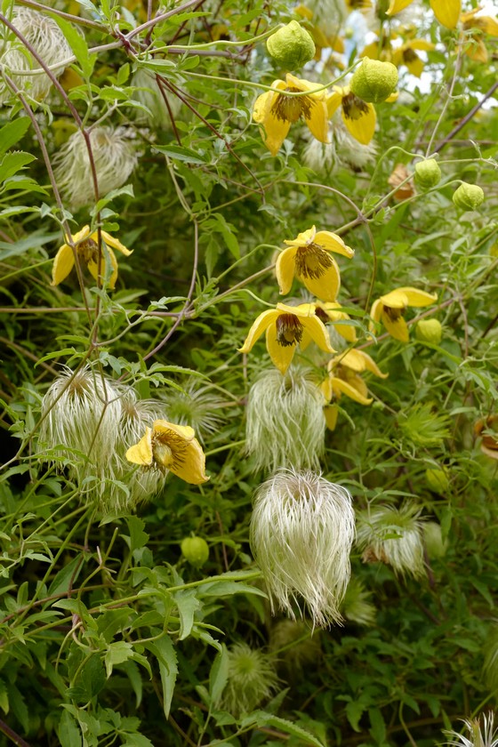 Clematis tibetana tangutica