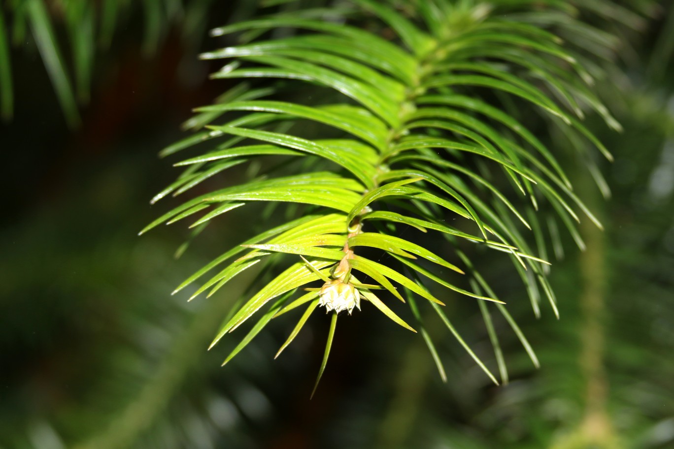 Cunninghamia lanceolata