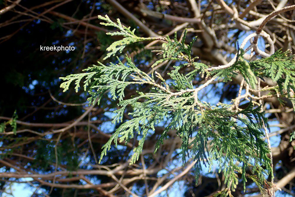 Cupressus macrocarpa