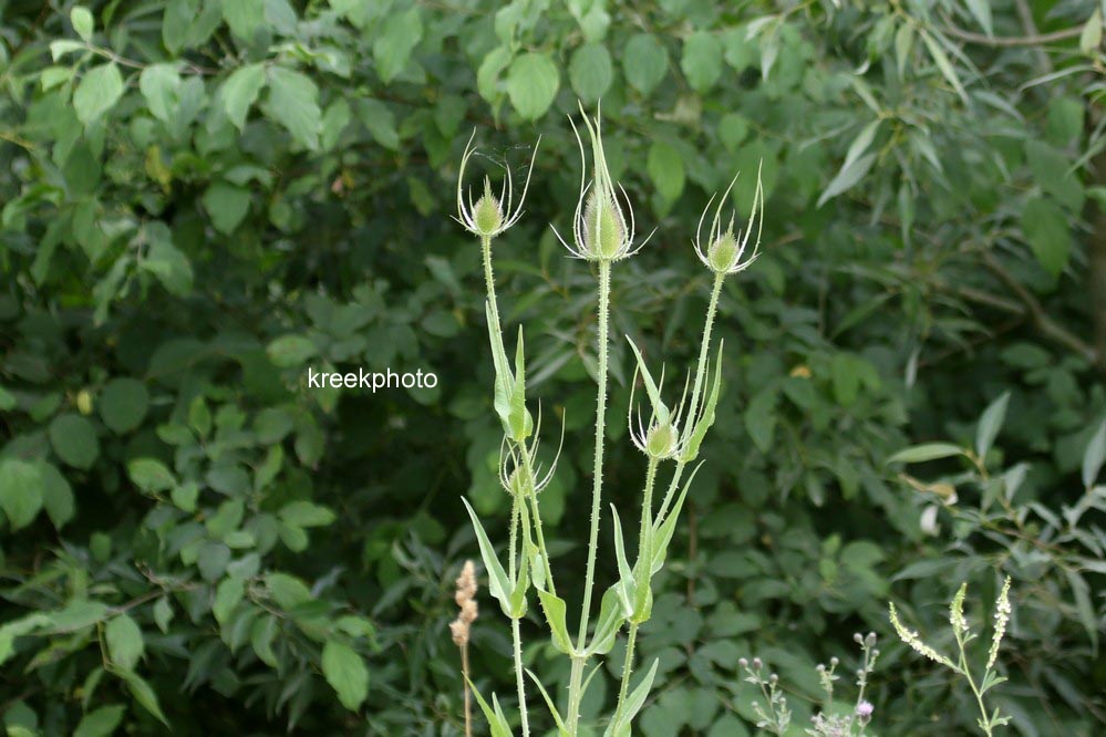 Dipsacus fullonum
