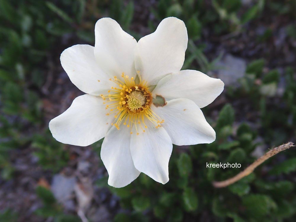 Dryas octopetala