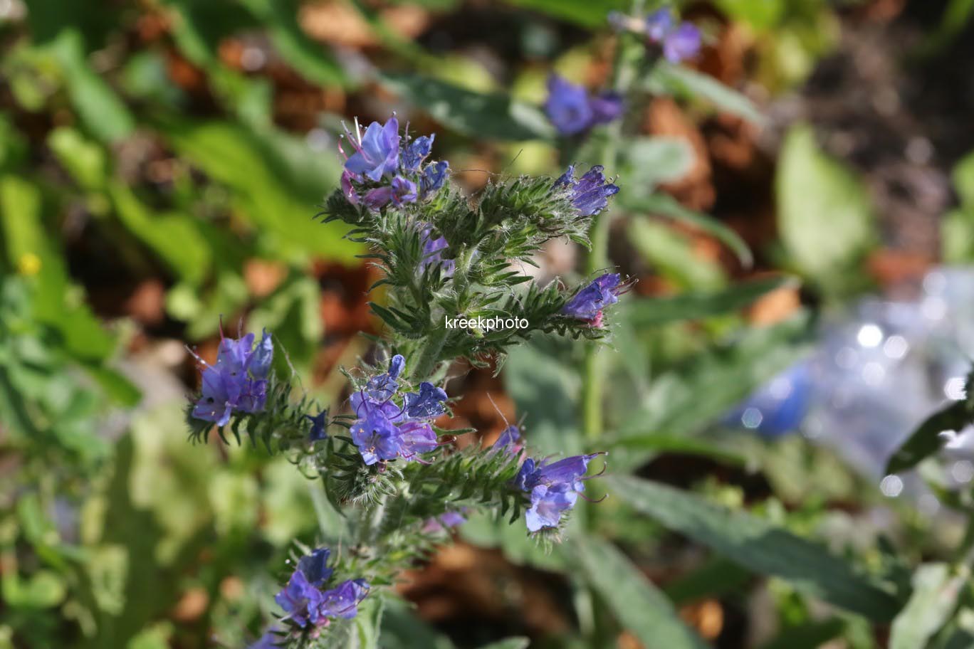 Echium vulgare