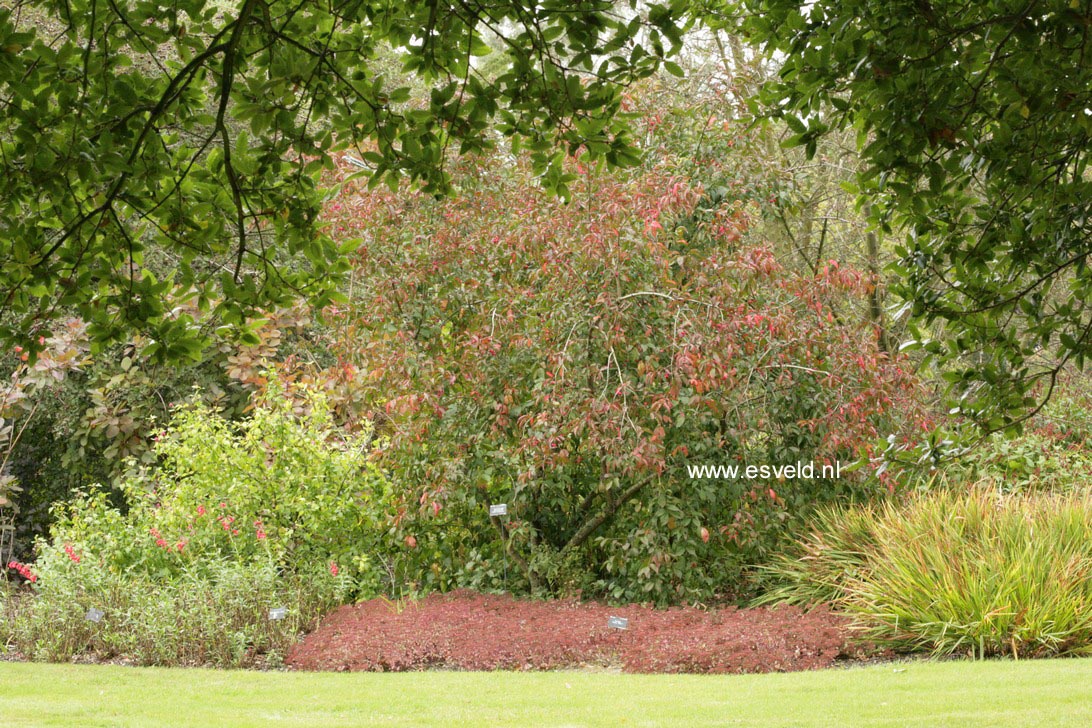 Euonymus europaeus 'Red Cascade'