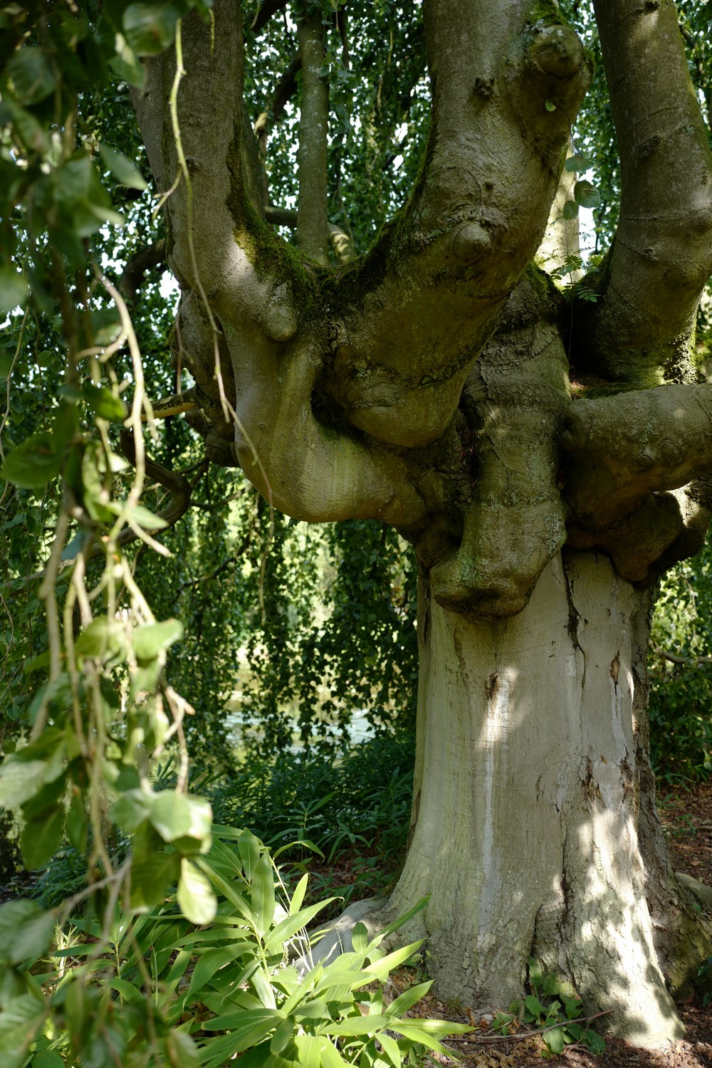 Fagus sylvatica 'Pendula'