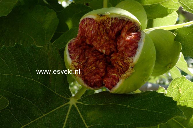 Ficus carica