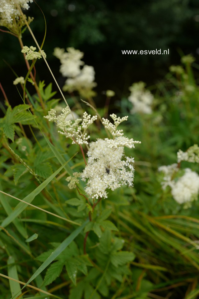 Filipendula ulmaria