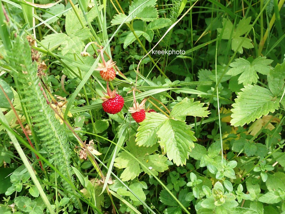 Fragaria vesca