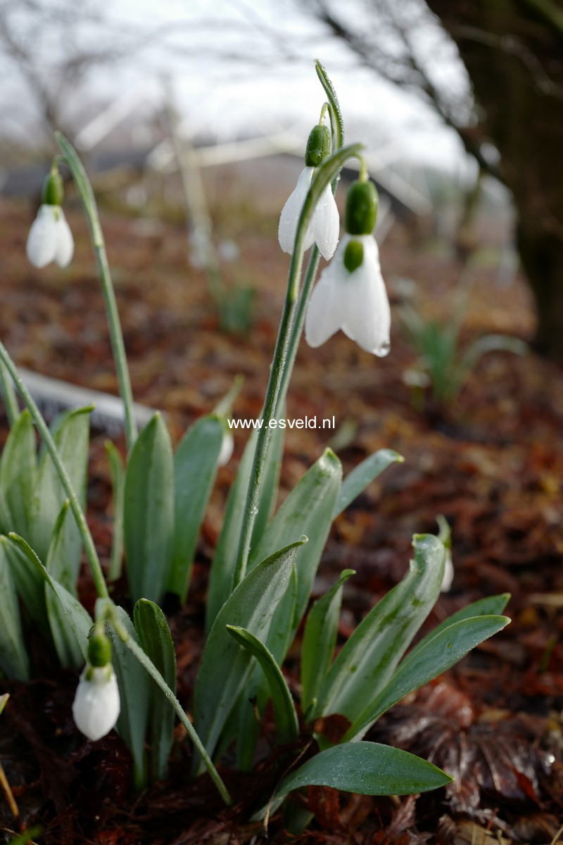 Galanthus nivalis