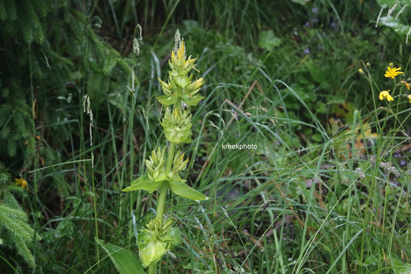 Gentiana lutea