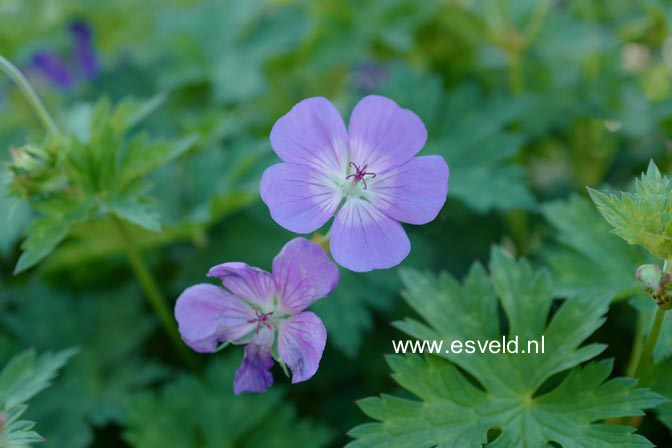 Geranium 'Rozanne'