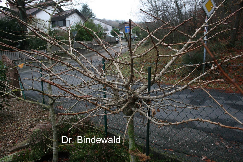 Ginkgo biloba 'Mariken'