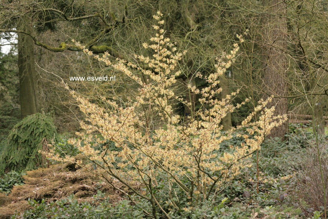 Hamamelis intermedia 'Aurora'