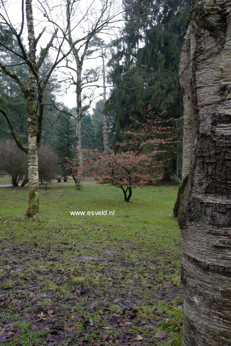 Hamamelis intermedia 'Jelena'
