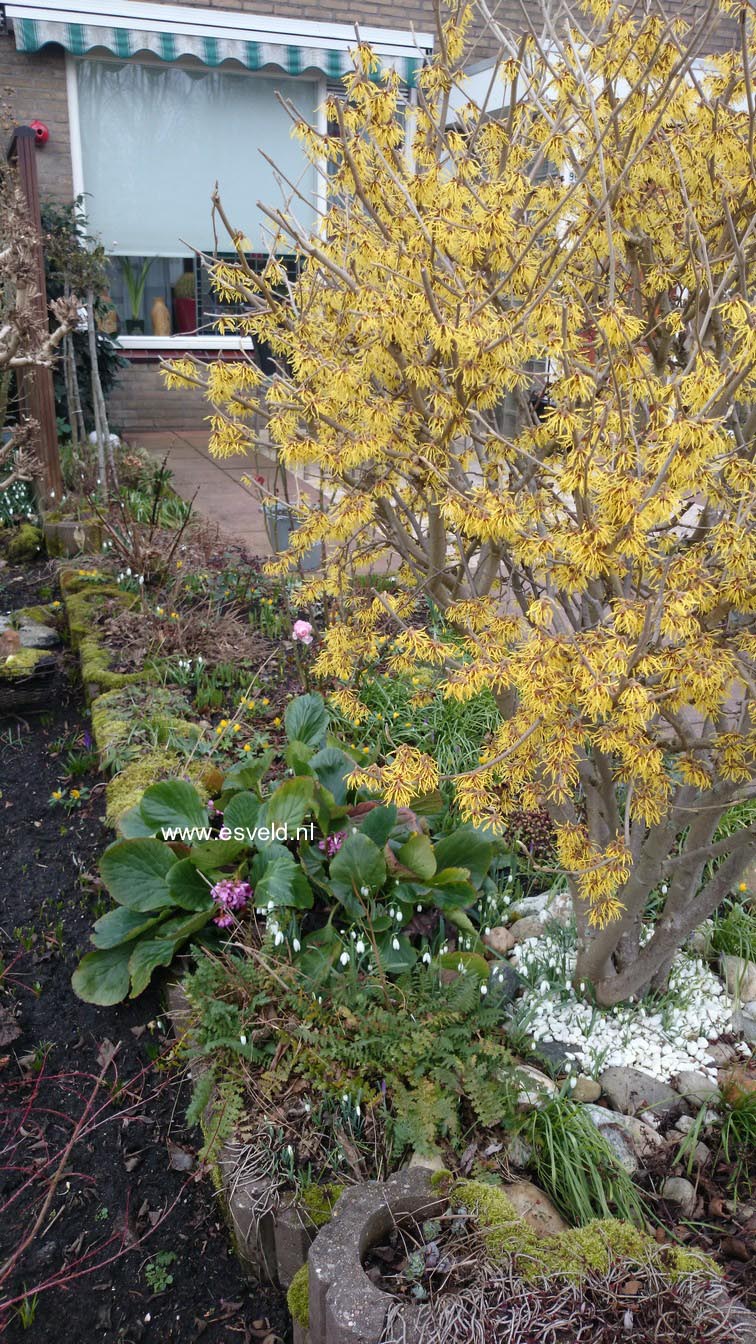 Hamamelis intermedia 'Sunburst'