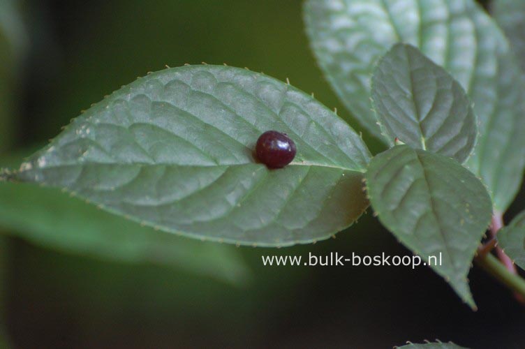 Helwingia japonica Helwingia japonica