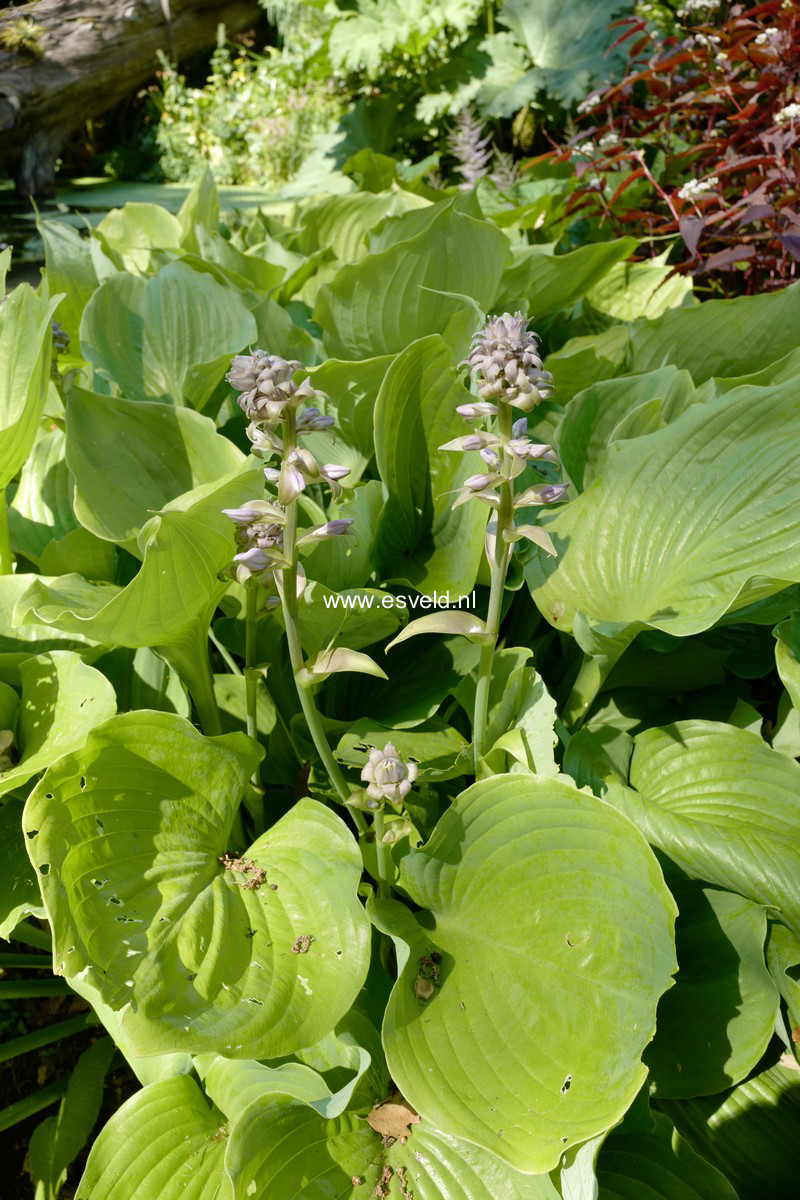 Hosta 'Sum and Substance'
