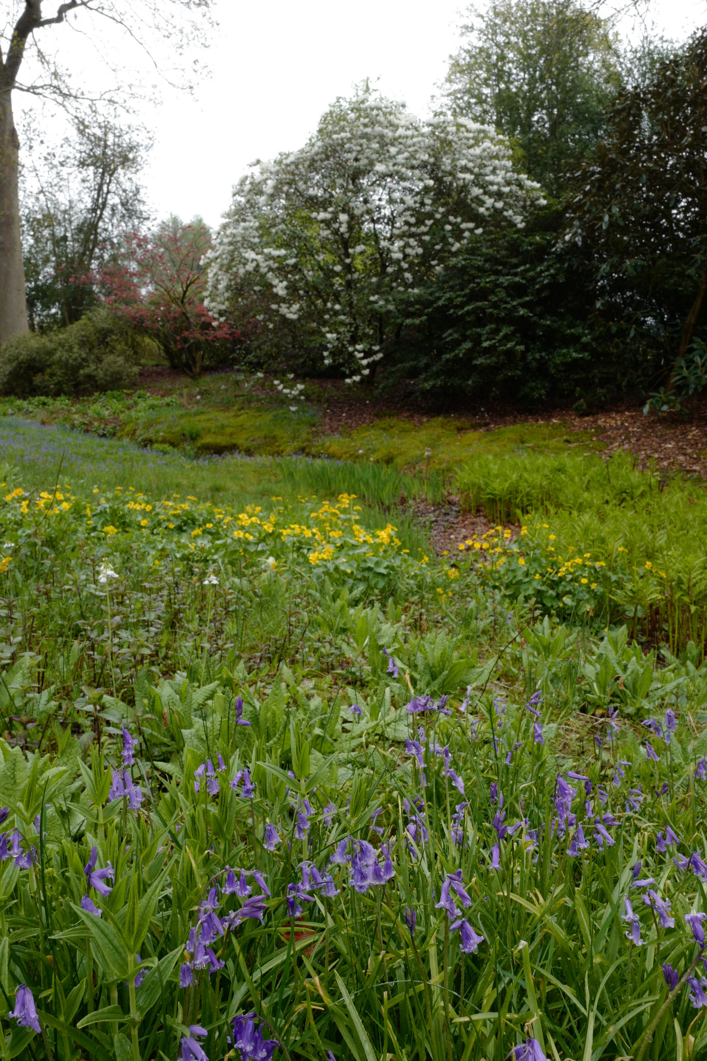 Hyacinthoides non-scripta