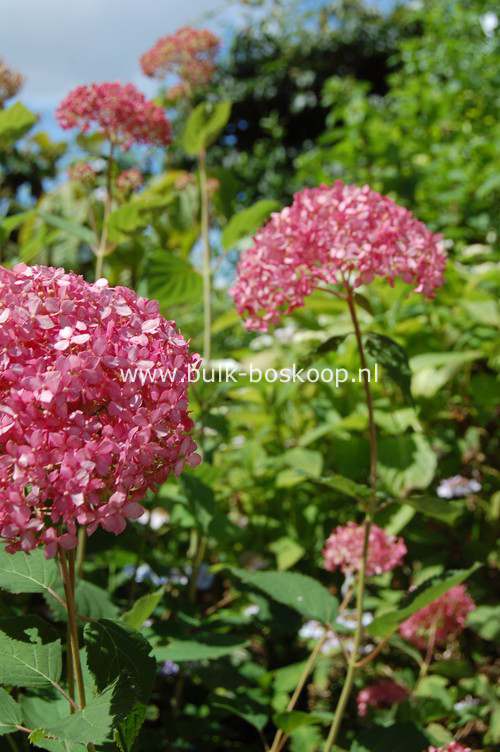 Hydrangea arborescens 'Ncha1' (INVINCIBELLE SPIRIT)