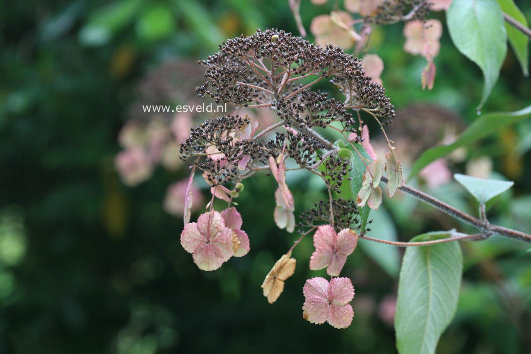 Hydrangea aspera strigosa
