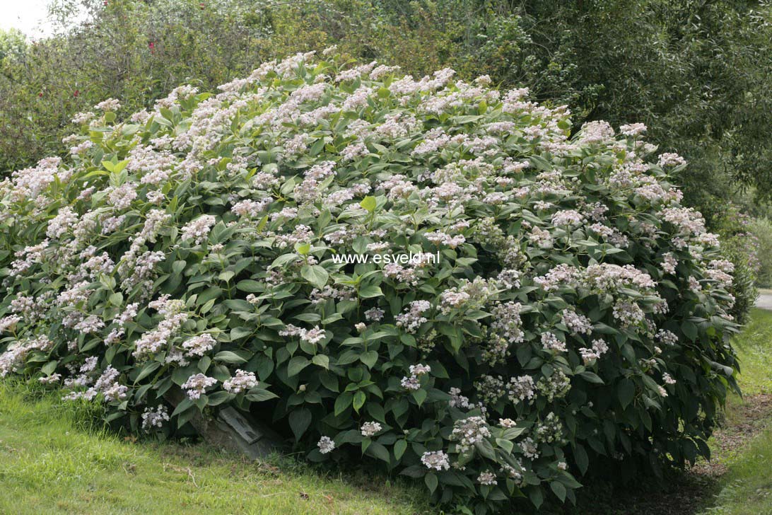Hydrangea involucrata 'Tokado-yama'