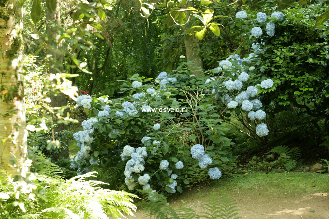Hydrangea macrophylla 'Mme. E. Mouillere'