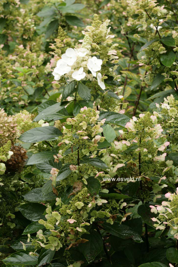 Hydrangea paniculata 'Tardiva'