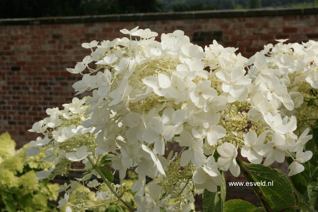Hydrangea paniculata 'White Moth'