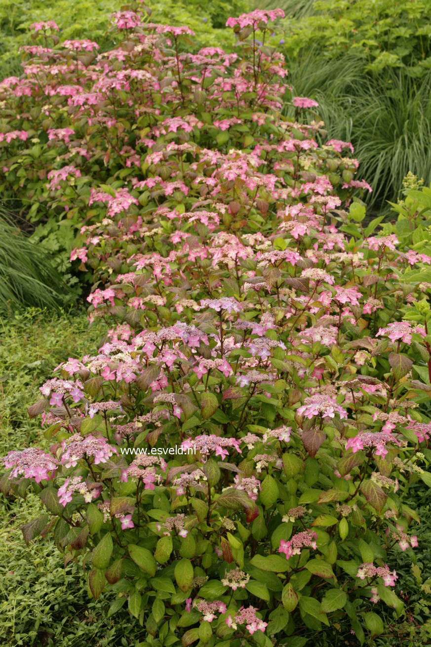 Hydrangea serrata 'Kuro-hime'
