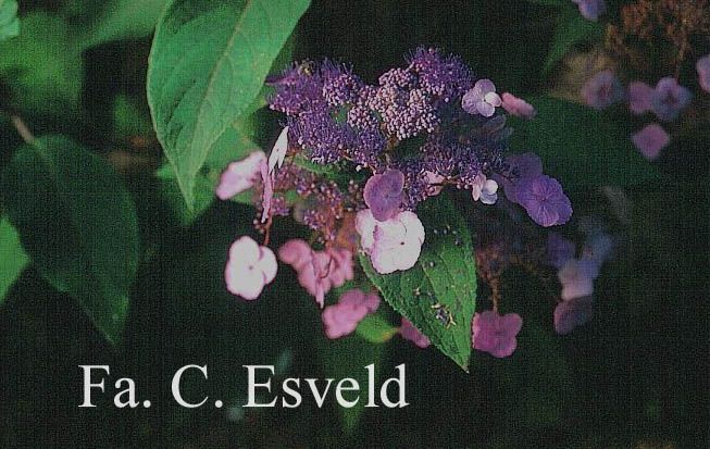 Hydrangea villosa 'Anthony Bullivant'