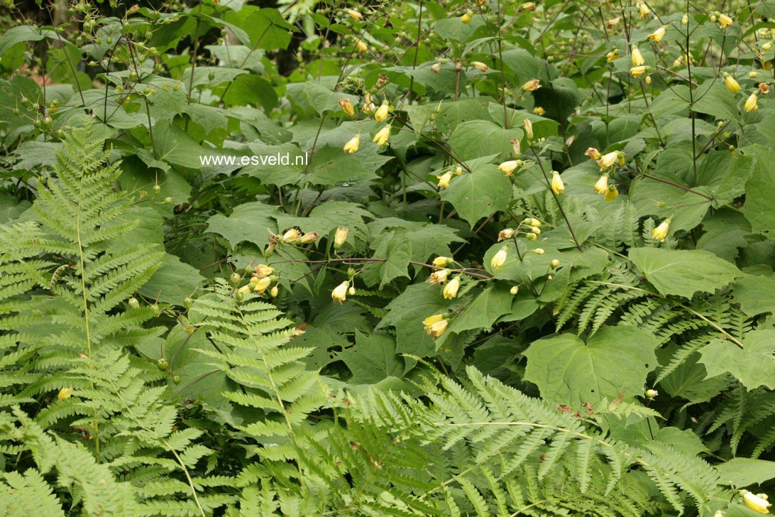 Kirengeshoma palmata