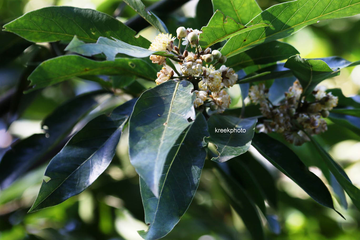 Laurus novocanariensis