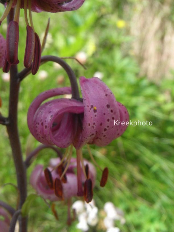 Lilium martagon
