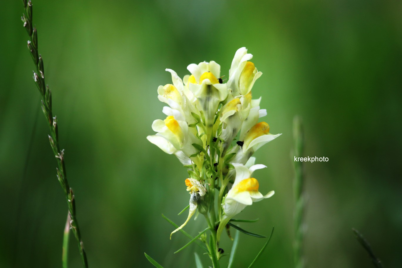 Linaria vulgaris