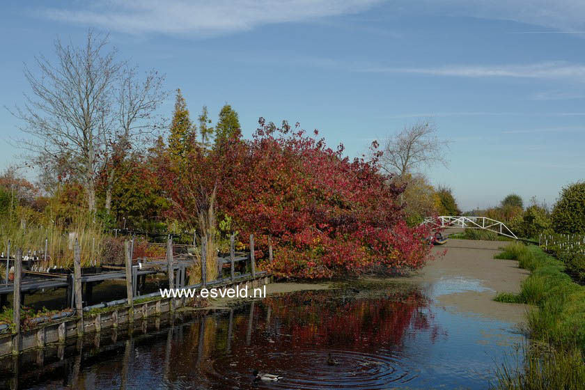 Liquidambar styraciflua 'Pendula'