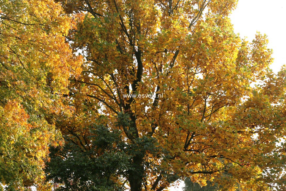 Liriodendron tulipifera 'Fastigiatum'