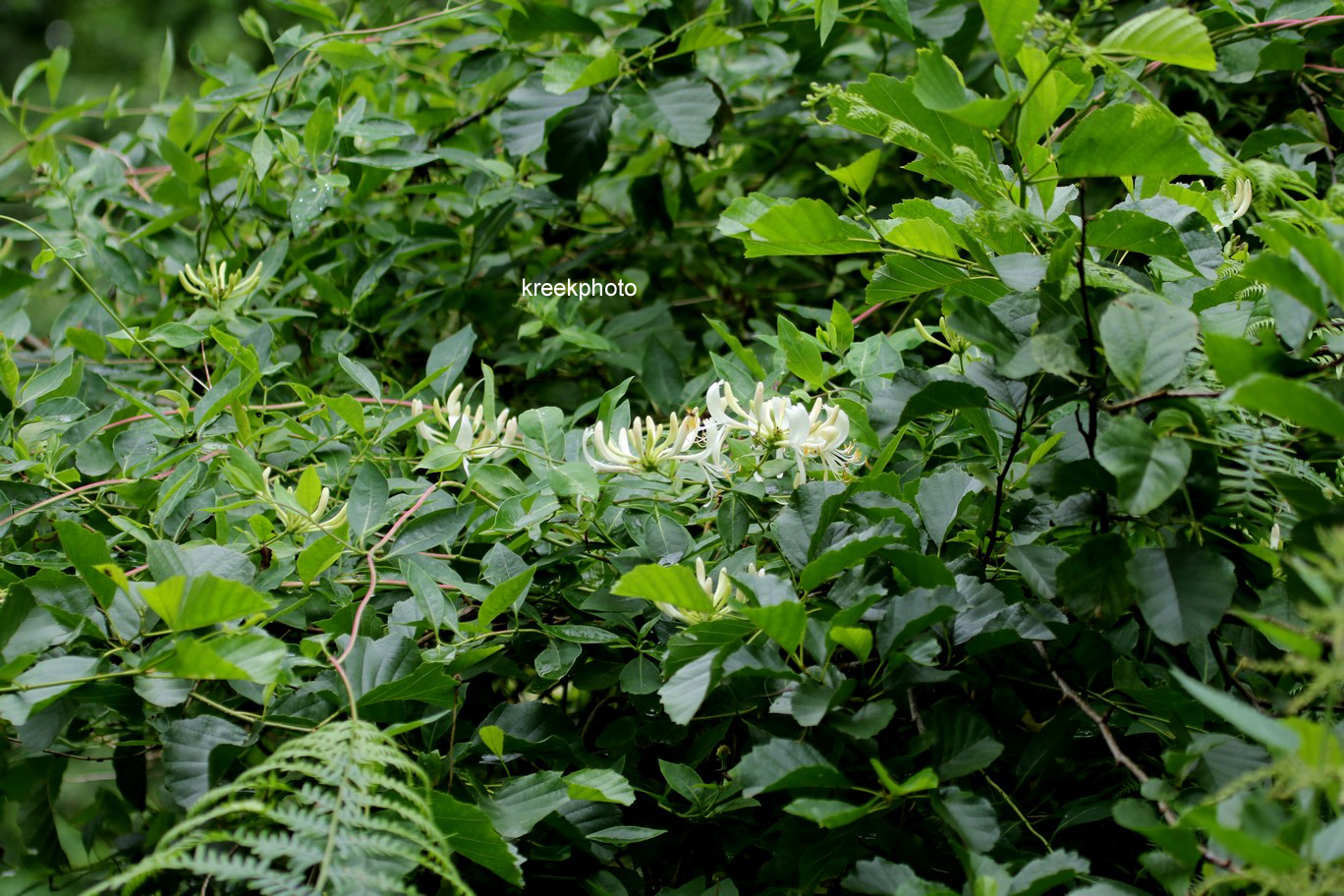 Lonicera periclymenum