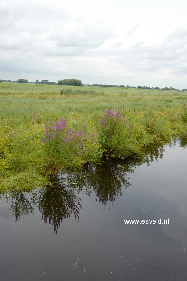 Lythrum salicaria