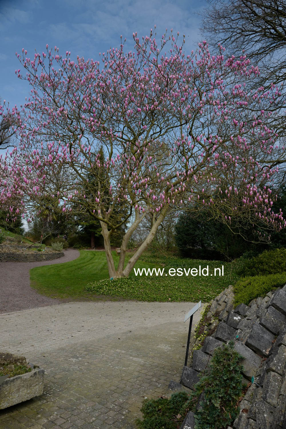 Magnolia 'Heaven Scent'
