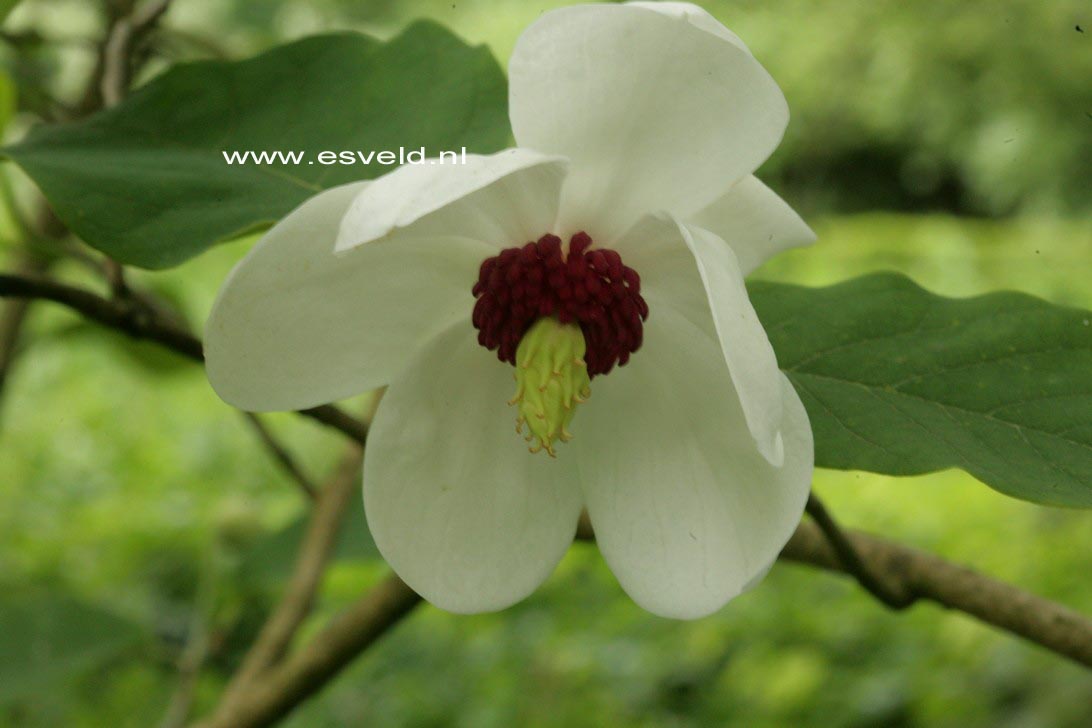 Magnolia sieboldii