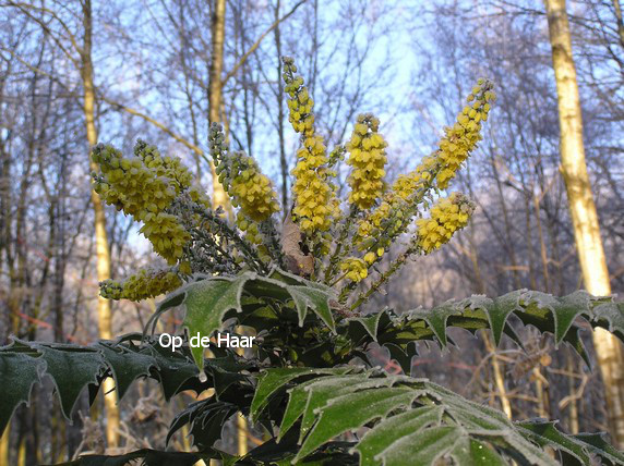 Mahonia media 'Winter Sun'